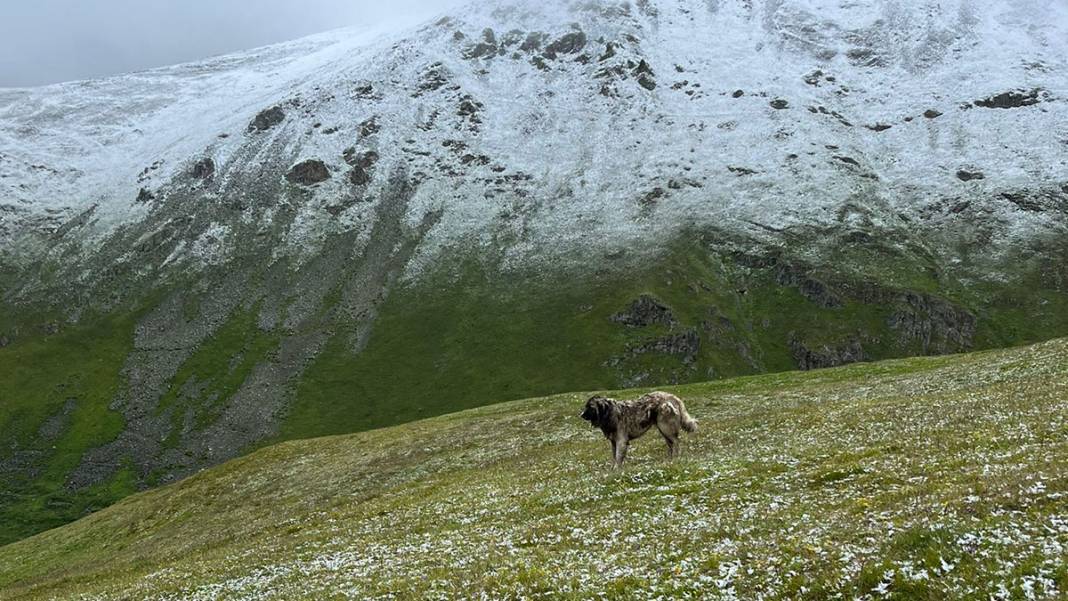 Trabzon, Rize, Erzurum... Yaz ortasında beyaza büründü 1