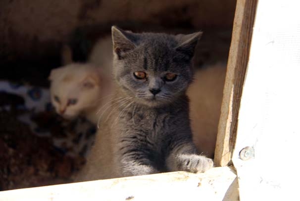 Gümrükte yakalandı, ihale ile satılacak! 11