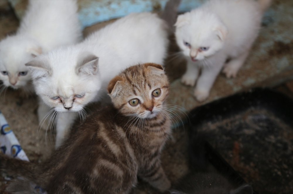 Gümrükte yakalandı, ihale ile satılacak! 12