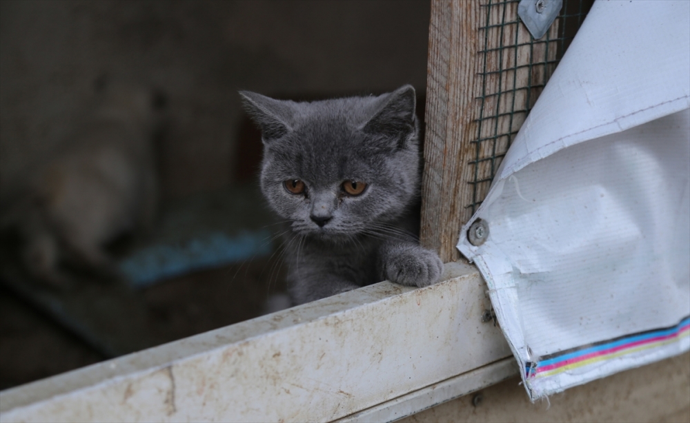 Gümrükte yakalandı, ihale ile satılacak! 14