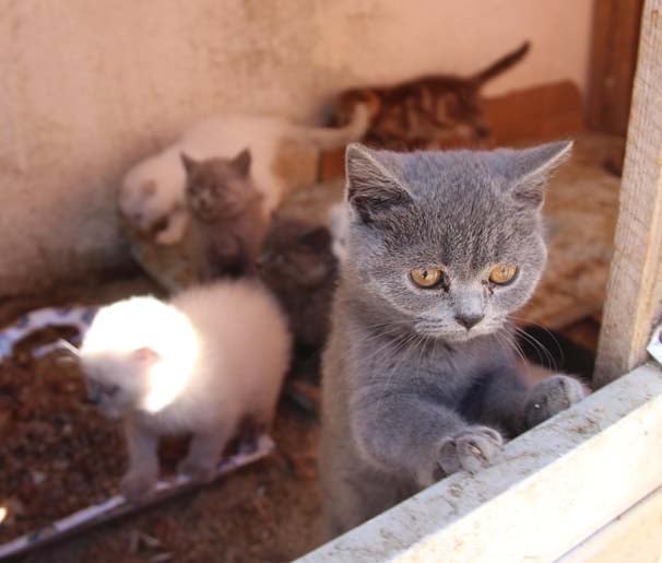 Gümrükte yakalandı, ihale ile satılacak! 3