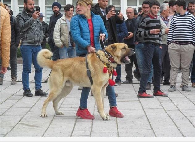 Hollanda'yı kangallarla protesto ettiler! 1