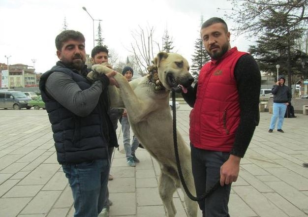 Hollanda'yı kangallarla protesto ettiler! 3