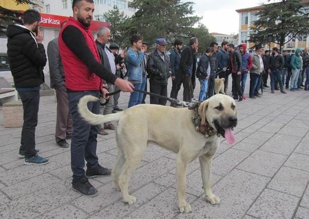 Hollanda'yı kangallarla protesto ettiler! 4