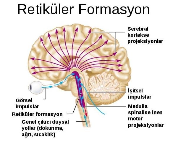 Sizi şaşırtacak beyinle ilgili 10 ilginç bilgi! 2