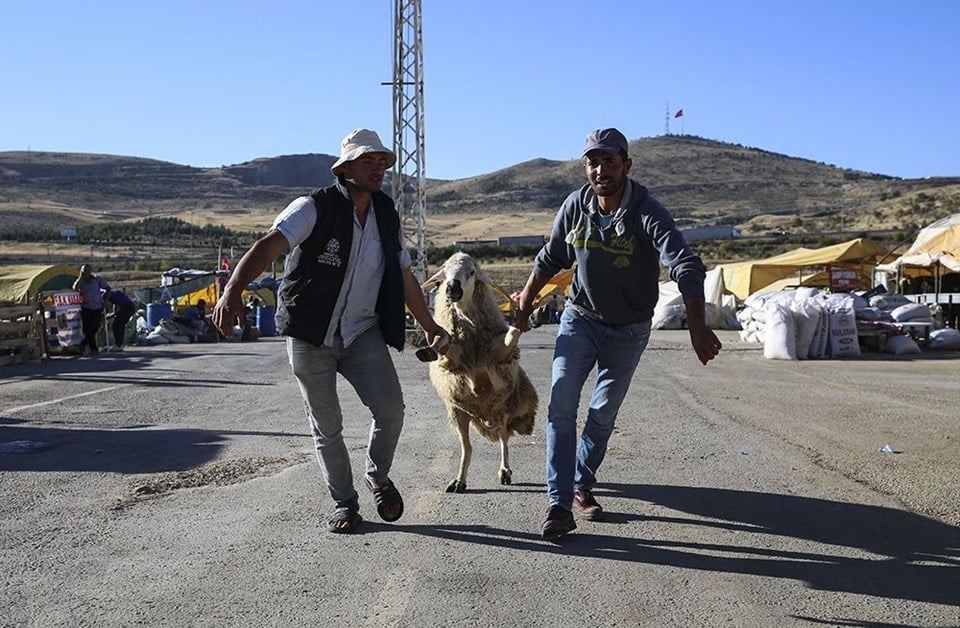 Kurban seçiminde nelere dikkat edilmeli? 13