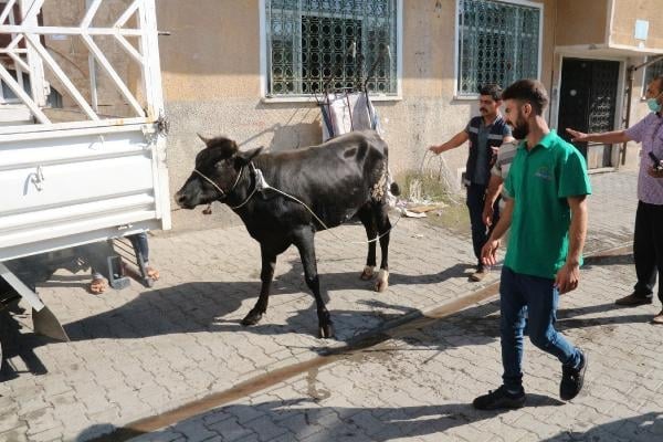 Kaçan kurbanlıklar zor anlar yaşattı 1