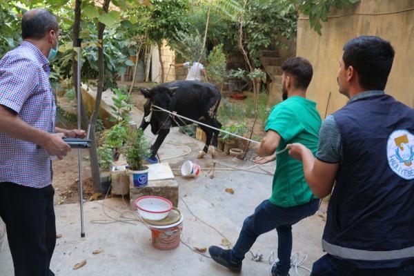 Kaçan kurbanlıklar zor anlar yaşattı 2