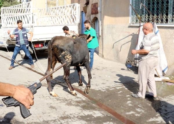 Kaçan kurbanlıklar zor anlar yaşattı 3