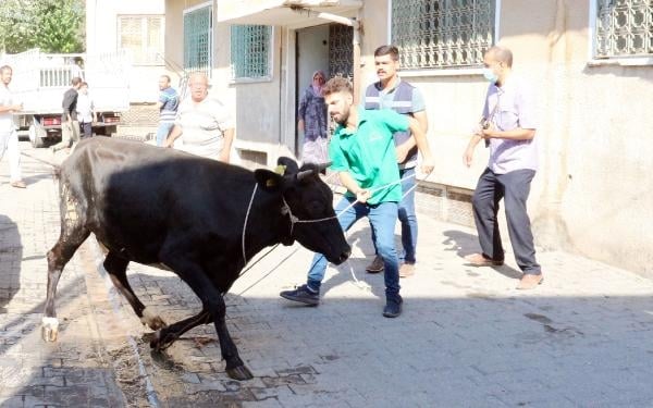 Kaçan kurbanlıklar zor anlar yaşattı 4