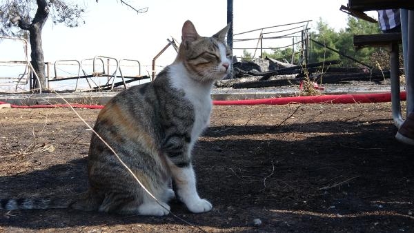 Kedi, yavruları için yanan binanın önünden ayrılmadı 7