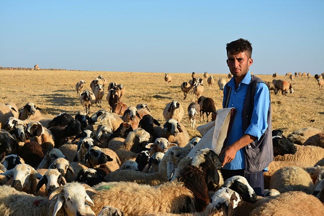 Çobanlıktan kalan zamanda ders çalışarak Diş Hekimliği fakültesini kazan 2