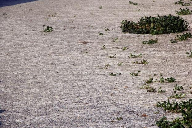 Hatay'da çok sayıda ölü balık bulundu 6