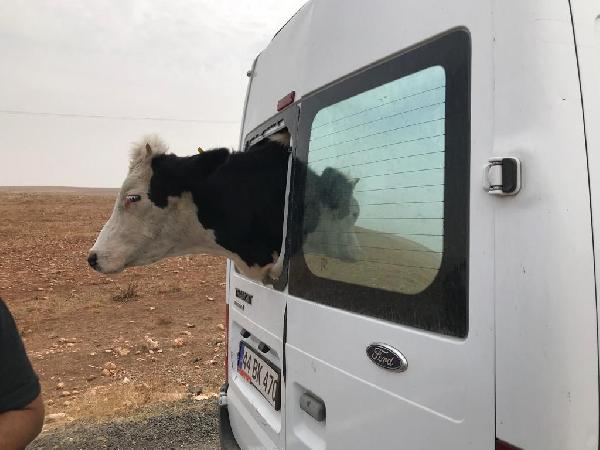 Çaldıkları minibüsle hayvan çalan 2 kişi yakalandı 5