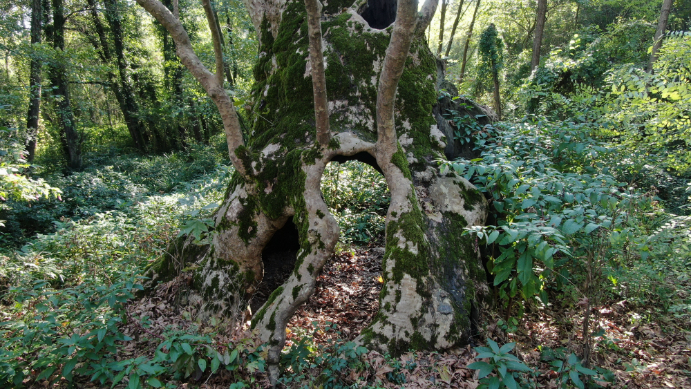 İstanbul'un en yaşlı ağacı 800 yaşında 10