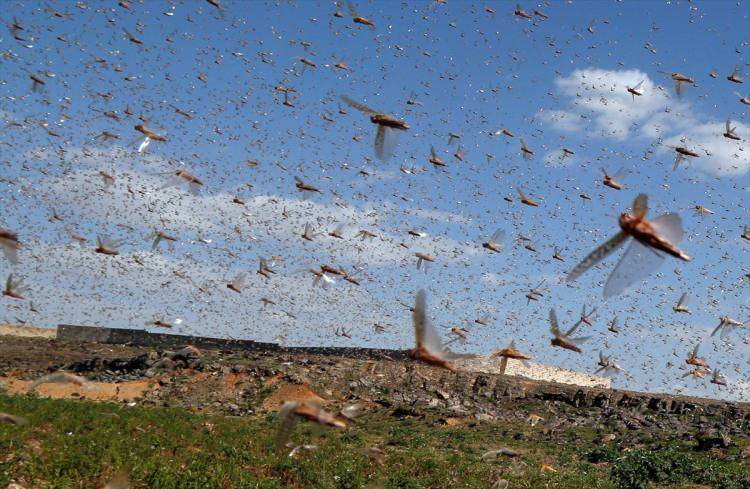 İstilacı çekirgelerin ilerleyişi devam ediyor 1