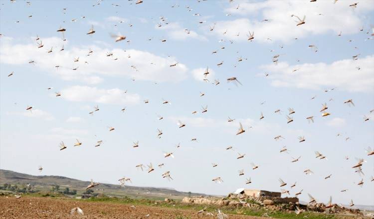 İstilacı çekirgelerin ilerleyişi devam ediyor 3