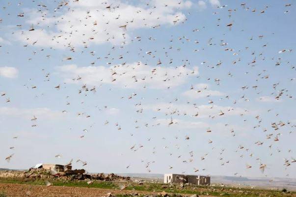 İstilacı çekirgelerin ilerleyişi devam ediyor 6