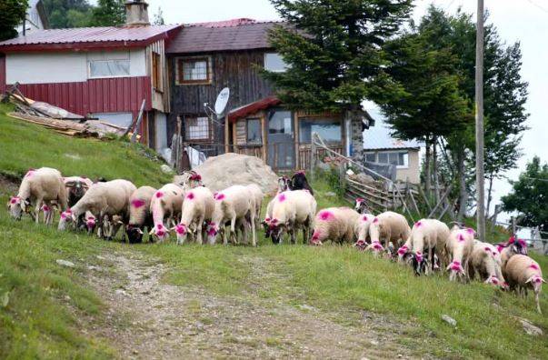 113 yıllık yolculuk: Korona önlemleriyle başladı 14