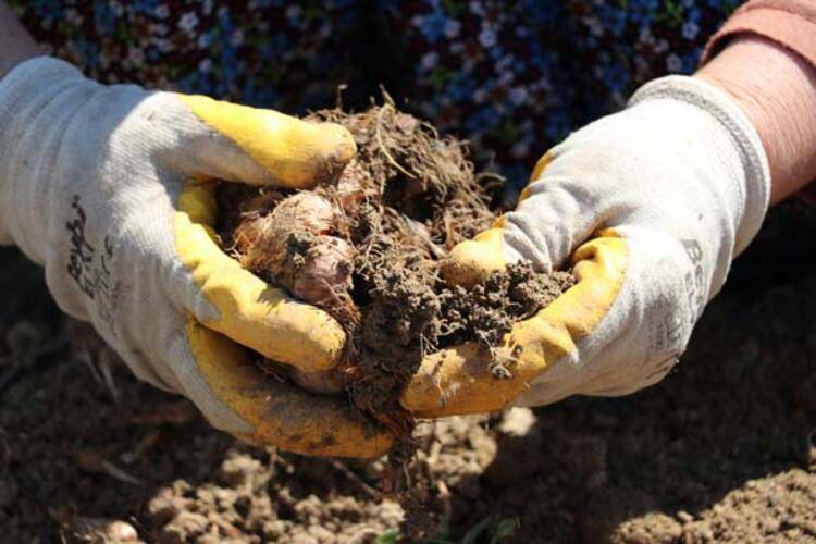 Dünyanın en pahalı baharatı: Yemek, ilaç, kozmetik her alanda kullanılıyor, her derde deva 5