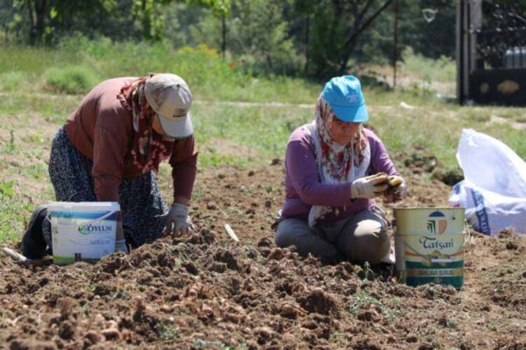 Dünyanın en pahalı baharatı: Yemek, ilaç, kozmetik her alanda kullanılıyor, her derde deva 6