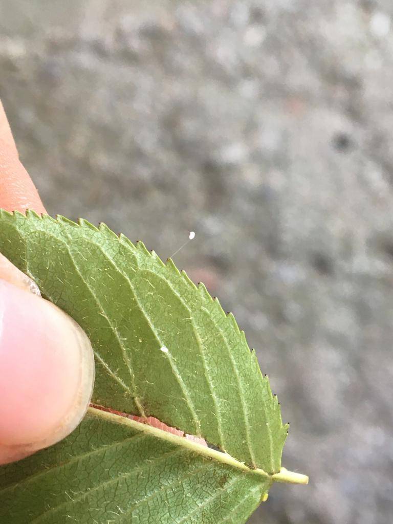 Çanakkale'de görüldü! Cennetten gelen hayır çiçeği deniyor! 3 bin yılda bir kez açıyor 1