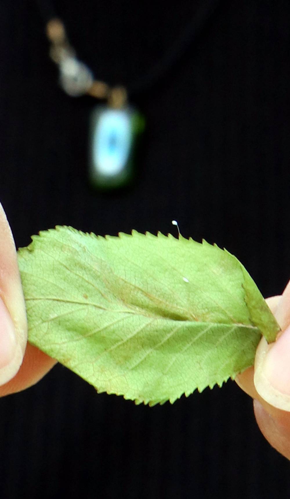 Çanakkale'de görüldü! Cennetten gelen hayır çiçeği deniyor! 3 bin yılda bir kez açıyor 10