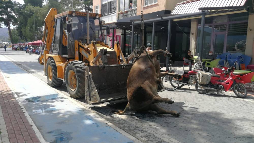 Kızılırmak Nehri'nden böyle kurtarıldı 6