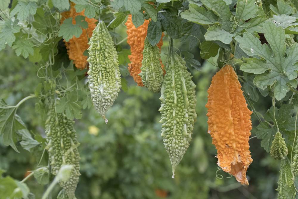 Bilimsel olarak açıklandı: Bol bol tüketin 15