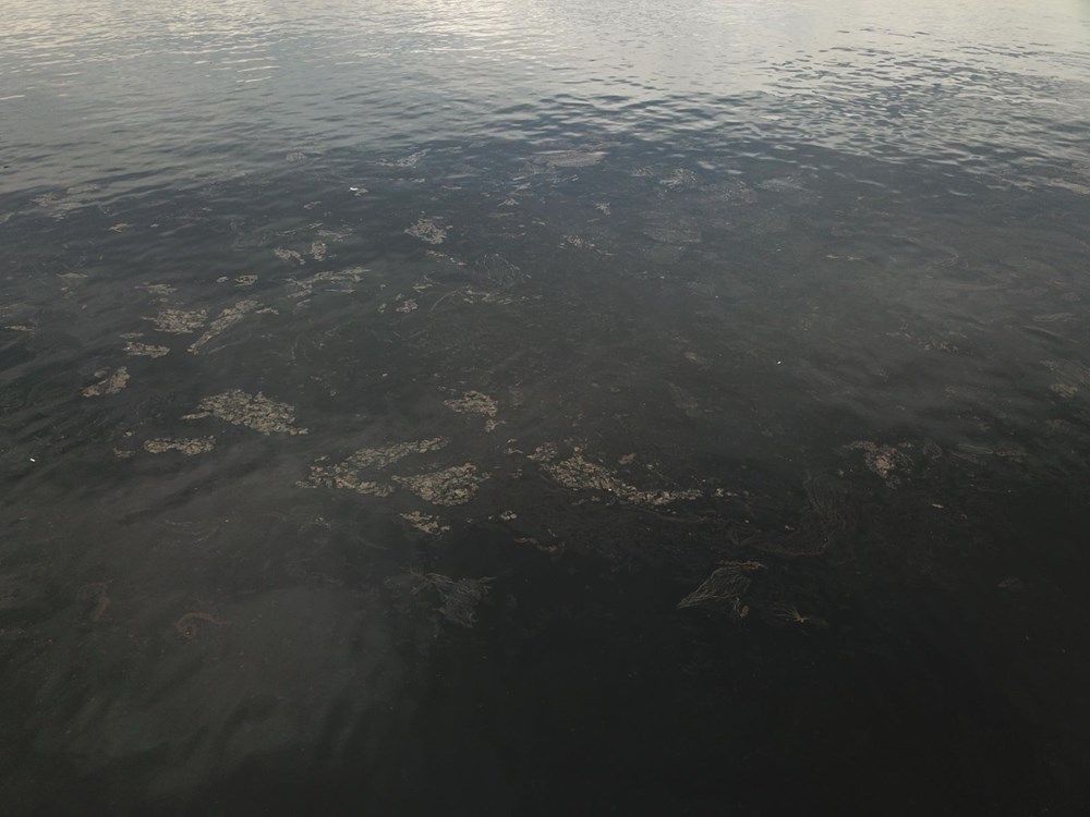 İzmit Körfezi'nde kimyasal kirlilik. Bir kilometreyi buldu 6