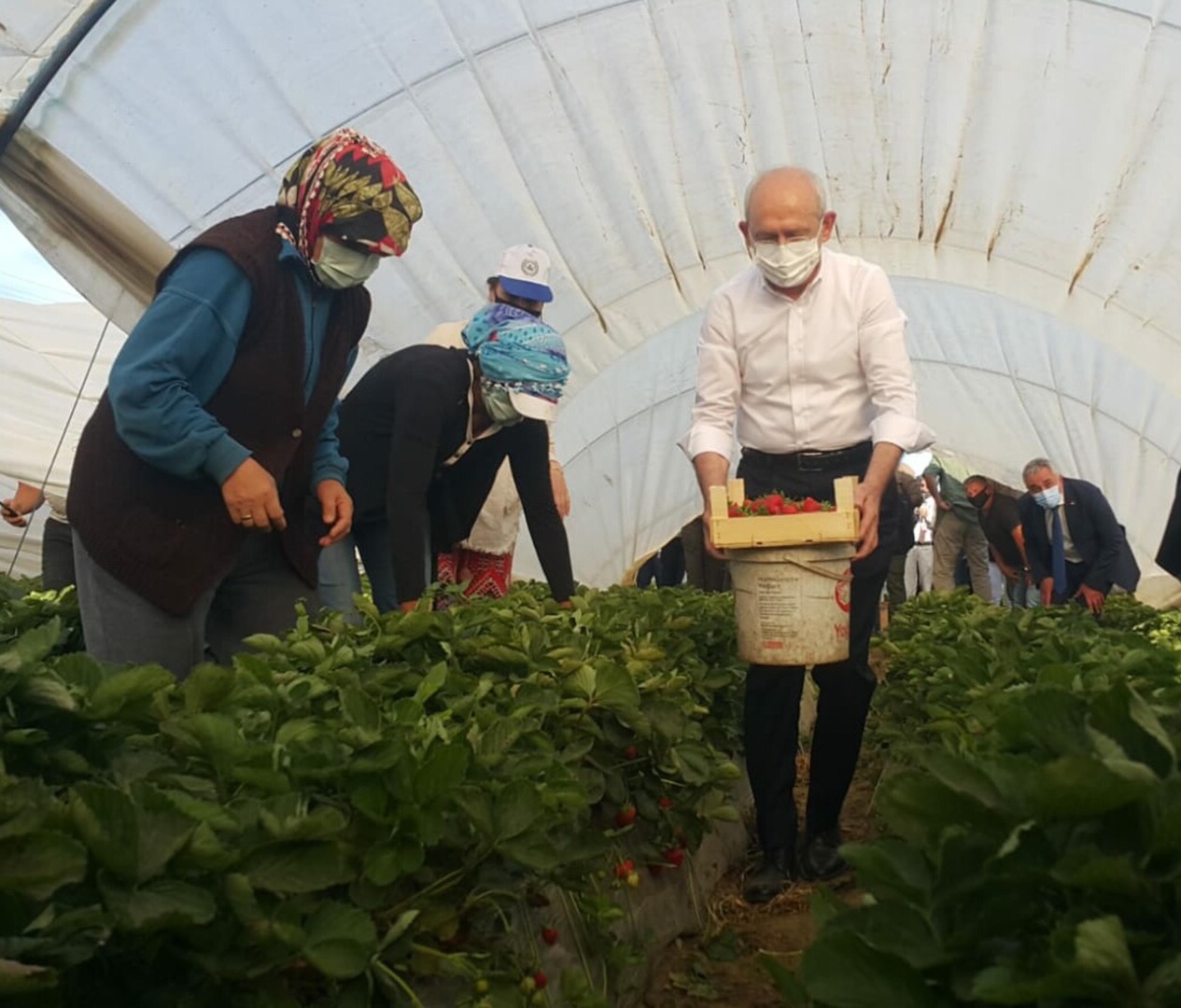 Kılıçdaroğlu Aydın'da çilek hasadı yaptı 10