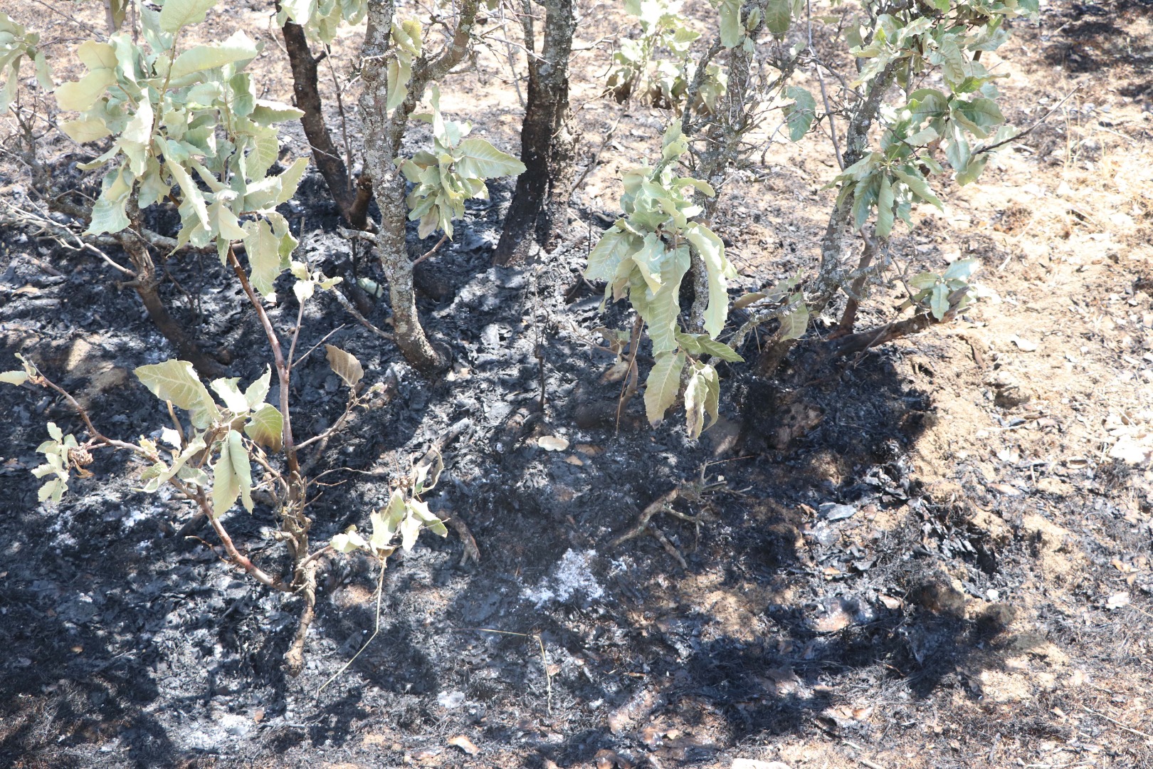 5 gün süren orman yangınında 30 hektar kül oldu 10
