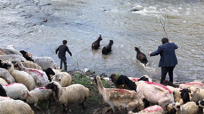Kırkılan koyunları Kars Çayı'nda yorgunluk attı 12