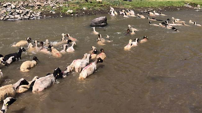 Kırkılan koyunları Kars Çayı'nda yorgunluk attı 10