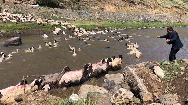Kırkılan koyunları Kars Çayı'nda yorgunluk attı 14