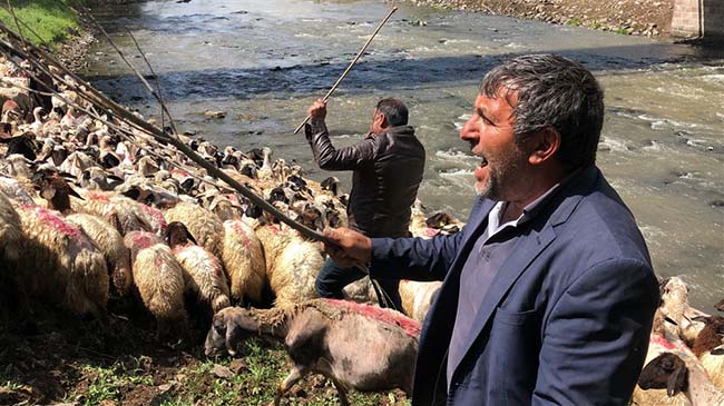 Kırkılan koyunları Kars Çayı'nda yorgunluk attı 13
