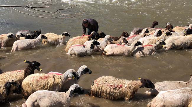 Kırkılan koyunları Kars Çayı'nda yorgunluk attı 8