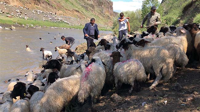 Kırkılan koyunları Kars Çayı'nda yorgunluk attı 3