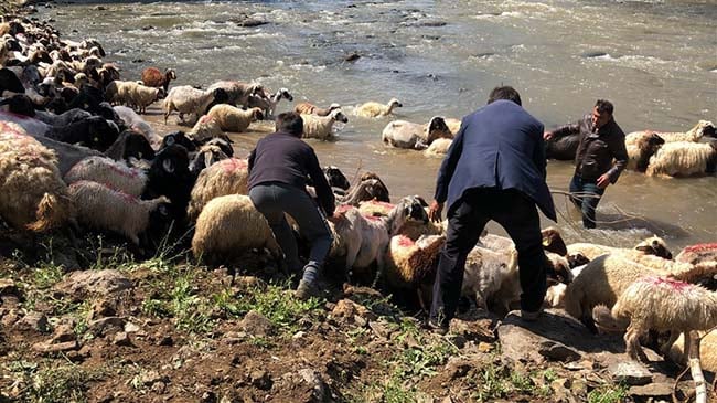 Kırkılan koyunları Kars Çayı'nda yorgunluk attı 1