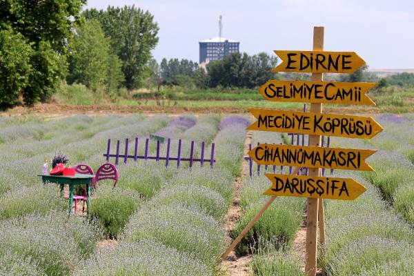 Edirne'de Lavanta Tarla Günleri ile mor bahçeler şenlendi 1
