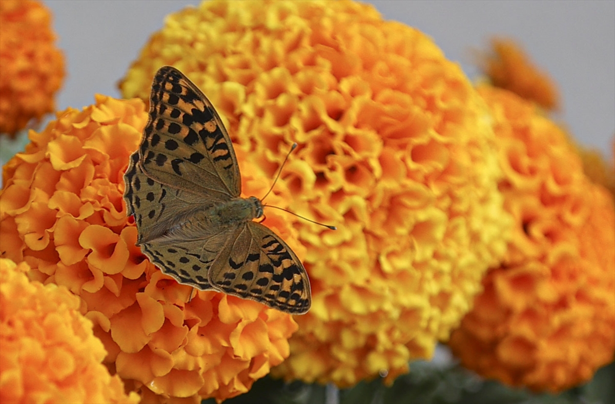 Ankara’da kelebeklerin görsel şöleni 6