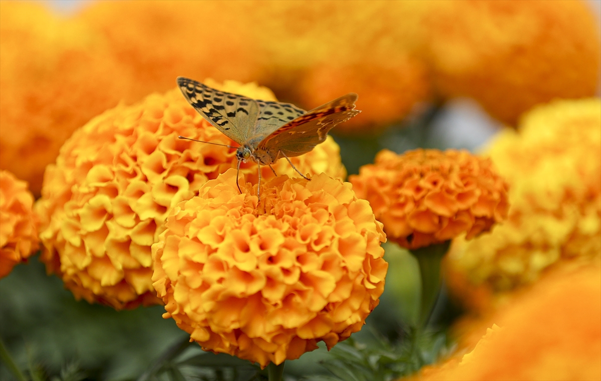 Ankara’da kelebeklerin görsel şöleni 5