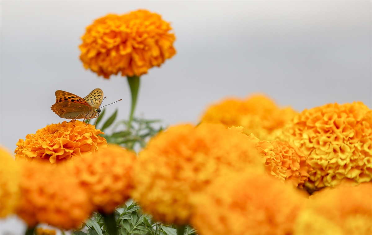 Ankara’da kelebeklerin görsel şöleni 4