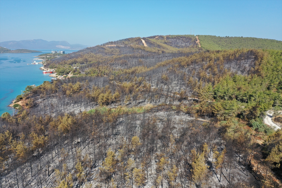 Ormanları yakılan Milas'ta acı görüntü. Yaşamı öldürdüler 17
