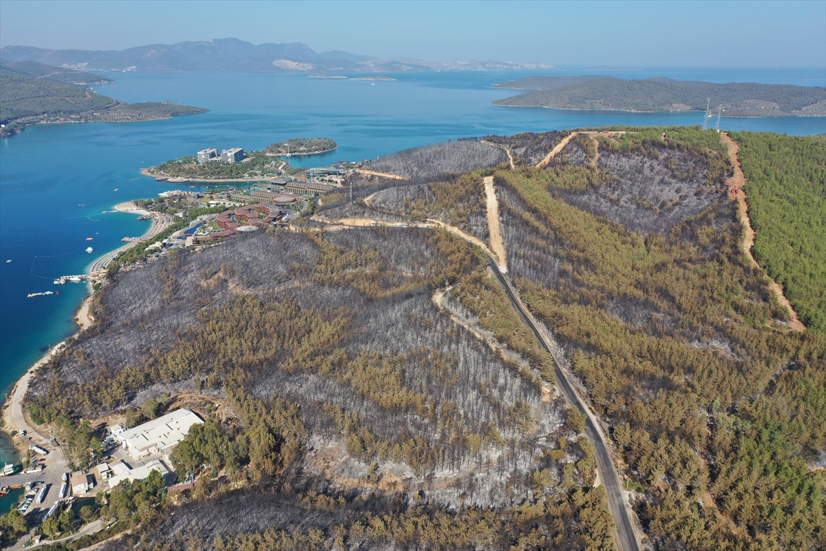 Ormanları yakılan Milas'ta acı görüntü. Yaşamı öldürdüler 14