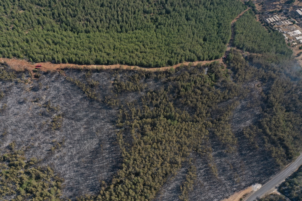 Ormanları yakılan Milas'ta acı görüntü. Yaşamı öldürdüler 18