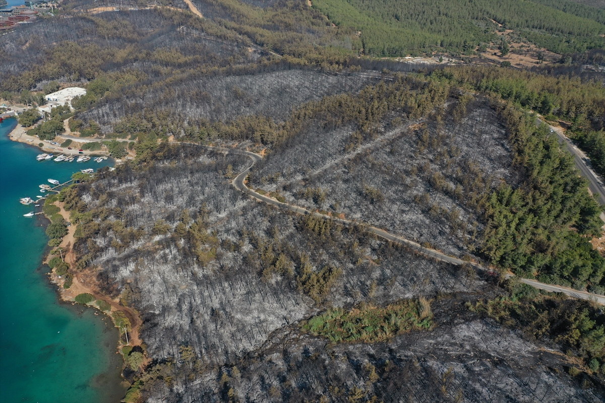 Ormanları yakılan Milas'ta acı görüntü. Yaşamı öldürdüler 13