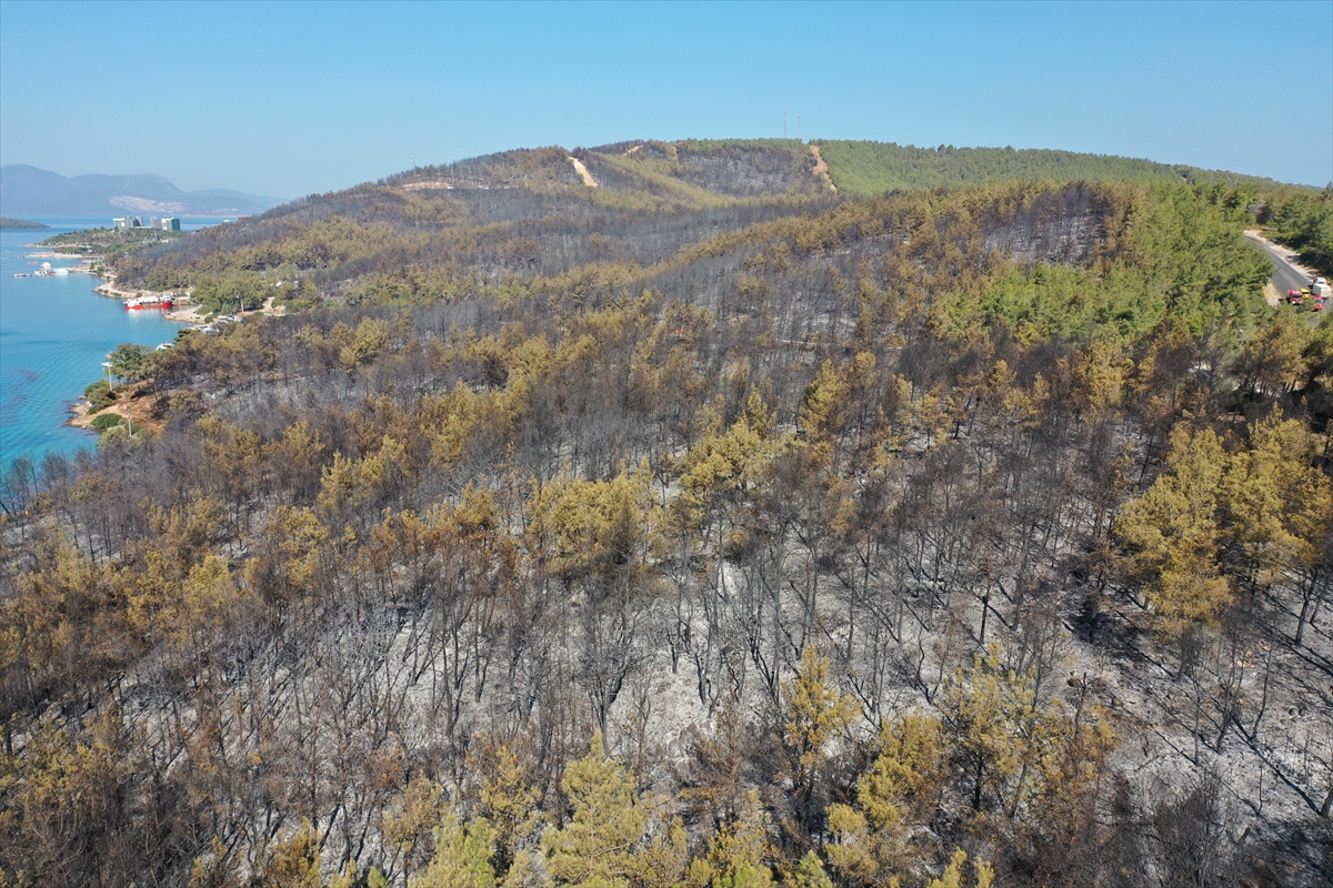 Ormanları yakılan Milas'ta acı görüntü. Yaşamı öldürdüler 15