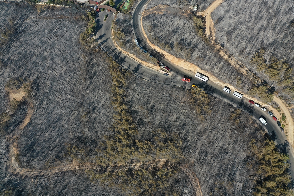 Ormanları yakılan Milas'ta acı görüntü. Yaşamı öldürdüler 19