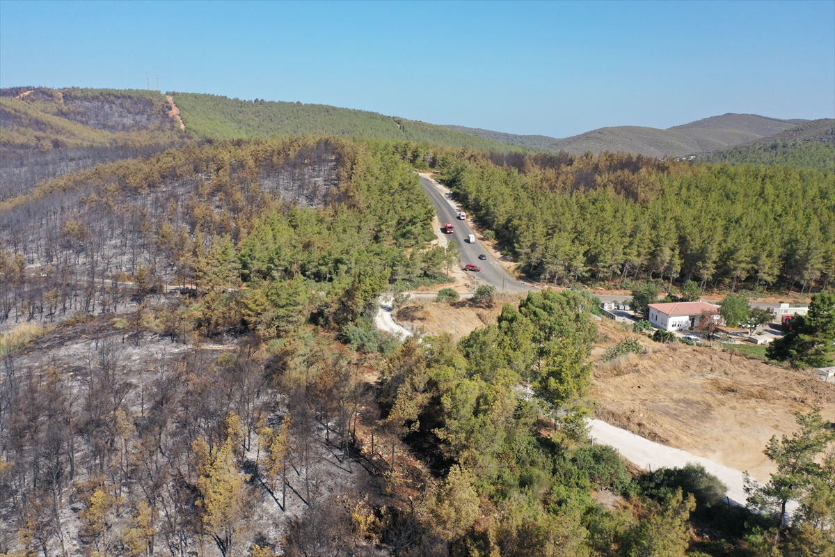 Ormanları yakılan Milas'ta acı görüntü. Yaşamı öldürdüler 11